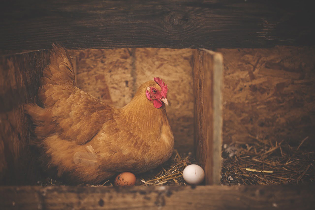 21 Arti Mimpi Tentang Ayam Menurut Primbon Jawa Lengkap
