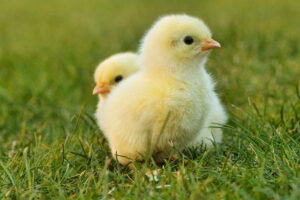 14 Arti Mimpi Melihat Ayam Betina Menurut Primbon Jawa Lengkap