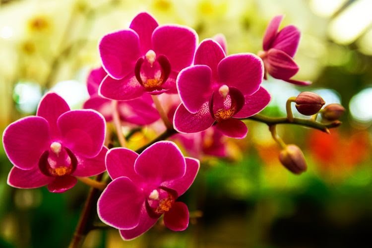 Arti Mimpi Memetik Bunga Anggrek Semerbak Menurut Primbon