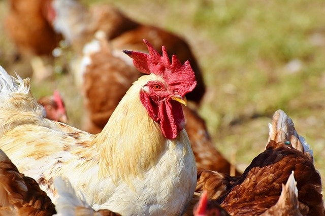 Arti Mimpi Melihat Ayam Dicuri Orang Menurut Primbon