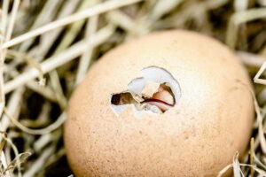 Arti Mimpi Makan Telur Busuk Menurut Primbon