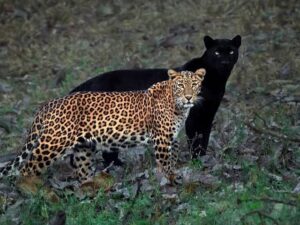Arti Mimpi Seputar Macan Tutul Menurut Primbon Jawa