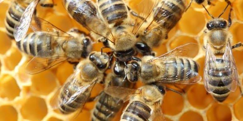 Arti Mimpi Disengat Lebah Tawon Menurut Primbon Jawa