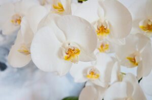 Arti Mimpi Melihat Bunga Anggrek Pertanda Baik