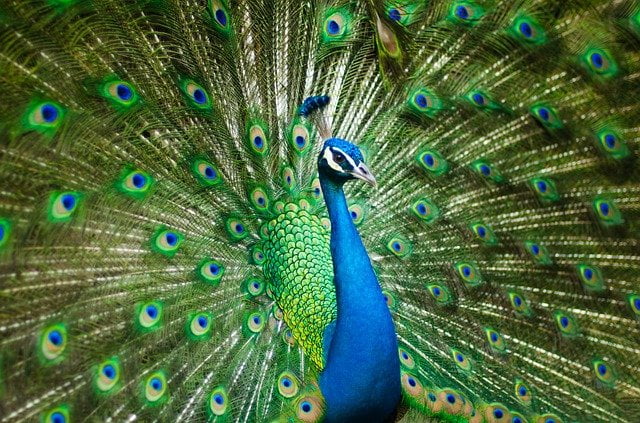 Arti Mimpi Burung Merak Menurut Pertanda Kecantikan
