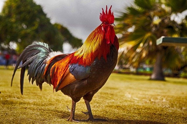 Arti Mimpi Membeli Ayam Jago Menurut Primbon