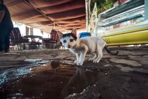Arti Mimpi Melihat Kucing Kurus Pertanda Peringatan Apa? Arti Mimpi Melihat Kucing Kurus Pertanda Peringatan Apa?