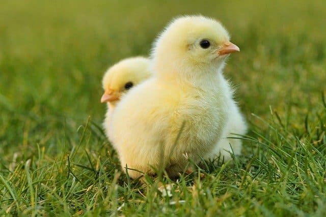 Arti Mimpi Melihat Ayam Menetas Menurut Primbon Tanda Apa?
