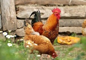 Arti Mimpi Ayam Masuk Rumah Menurut Primbon Tanda Apa?
