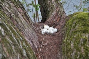 Arti Mimpi Telur Burung di Pohon Pertanda Tujuan Akan Tercapai Arti Mimpi Telur Burung di Pohon Pertanda Tujuan Akan Tercapai
