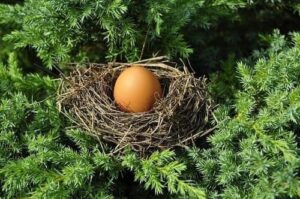 Arti Mimpi Melihat Telur Burung Pertanda Rejeki dan Penghasilan Arti Mimpi Melihat Telur Burung Pertanda Rejeki dan Penghasilan
