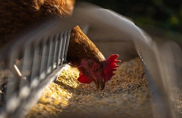 Arti Mimpi Memberi Makan Ayam Menurut Primbon Pertanda Apa