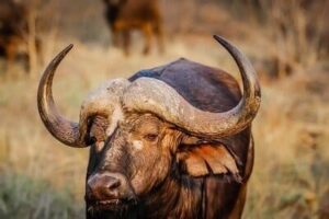 Arti Mimpi Melihat Banteng Marah Pertanda Apa