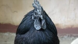 Arti Mimpi Melihat Ayam Cemani Warna Hitam Semua Arti Mimpi Melihat Ayam Cemani Warna Hitam Semua