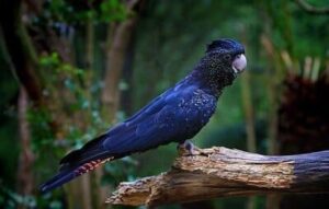 10 Arti Mimpi Melihat Burung Kakatua Pertanda Apa 10 Arti Mimpi Melihat Burung Kakatua Pertanda Apa