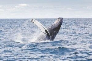 Arti Mimpi Melihat Ikan Paus Berenang di Air Laut Arti Mimpi Melihat Ikan Paus Berenang di Air Laut