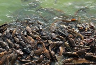 Makna Mimpi Mancing Ikan Lele Di Air Sungai Pertanda Apa