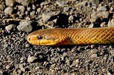 Makna Melihat Ular Menyeberang Jalan Saat Naik Sepeda