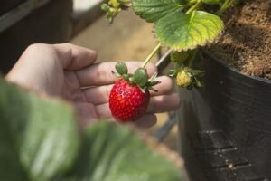 Manfaat Buah Strawberry Bagi Kesehatan Tubuh Dan Wajah!