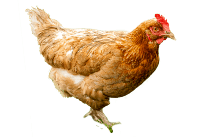 Cara Usaha Ternak Ayam Potong Broiler Untuk Pemula