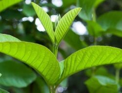 Pertanda Mimpi Melihat Jambu Biji Raksasa Sangat Besar
