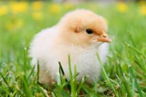 Arti Mimpi Melihat Kalkun Pertanda Baik Arti Mimpi Melihat Kalkun Pertanda Baik