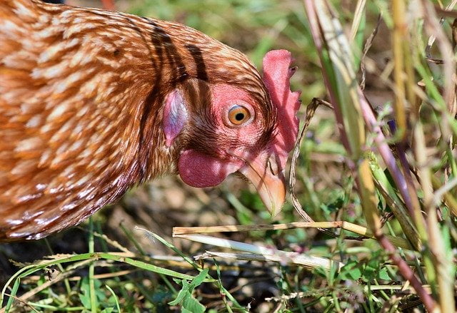 Arti Mimpi Di patuk Ayam Kalkun Tentang Pengorbanan