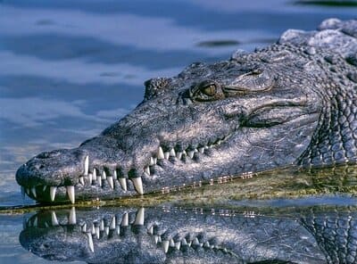 Arti Mimpi Melihat Buaya Di Sungai Menurut Primbon