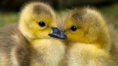 Mimpi Melihat Bebek Berenang Di Air Atau Kolam Tanda Apa