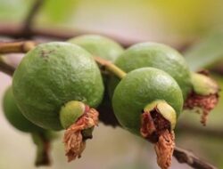 Arti Mimpi Melihat Jambu Biji Pertanda Baik atau Buruk?