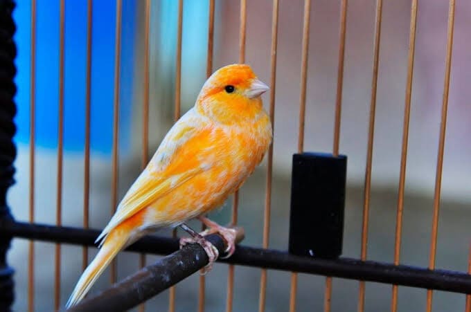 10 Cara Merawat Burung Kenari Biar Gacor (Pemula)