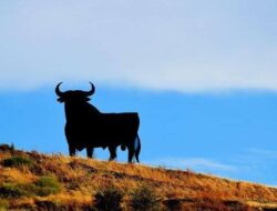 Mimpi Banteng : Ngamuk, Mati, Raksasa, dan Marah