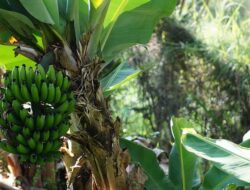 Arti Mimpi Melihat Pohon Pisang Menurut Primbon Jawa