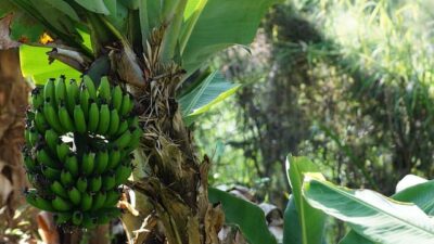 Arti Mimpi Melihat Pohon Pisang Menurut Primbon Jawa