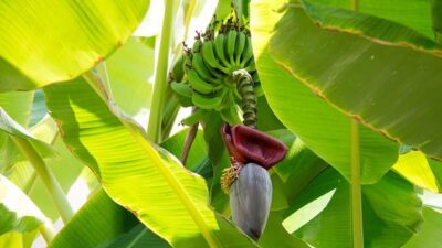 Arti Mimpi Pohon Pisang Berbuah Pertanda Baik Atau Buruk