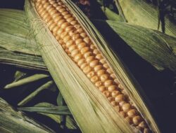 Arti Mimpi Melihat Jagung di Sawah dan Panen Jagung