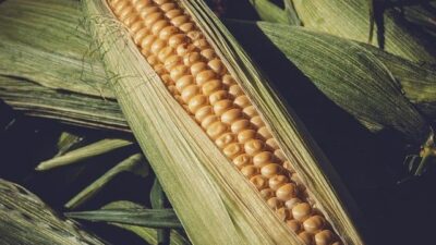 Arti Mimpi Melihat Jagung Di Sawah Dan Panen Jagung