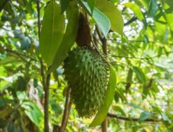 Arti Mimpi Melihat Buah Sirsak Bermakna Apa Arti Mimpi Melihat Buah Sirsak Bermakna Apa
