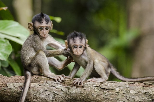 Arti Mimpi Melihat Monyet Menurut Primbon Jawa