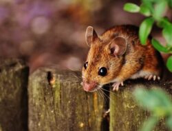 Mimpi Tikus Berdasarka Pandangan Islam dan Primbon Jawa Mimpi Tikus Berdasarka Pandangan Islam dan Primbon Jawa