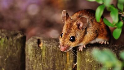 Mimpi Tikus Berdasarka Pandangan Islam Dan Primbon Jawa