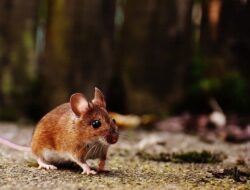 Arti Mimpi Melihat Tikus Pertanda Baik atau Buruk? Arti Mimpi Melihat Tikus Pertanda Baik atau Buruk?