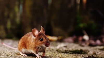 Arti Mimpi Melihat Tikus Pertanda Baik Atau Buruk?