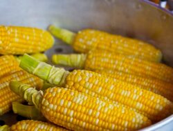 Mimpi Panen Jagung Pertanda Baik? Atau Bahkan Pertanda Buruk