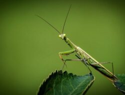 Mimpi Melihat Belalang Banyak di Sawah dan Taman Menurut Primbon