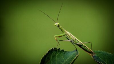 Mimpi Melihat Belalang Banyak Di Sawah Dan Taman Menurut Primbon