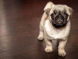 Arti Mimpi Memelihara Anjing Pertanda Baik Atau Buruk?