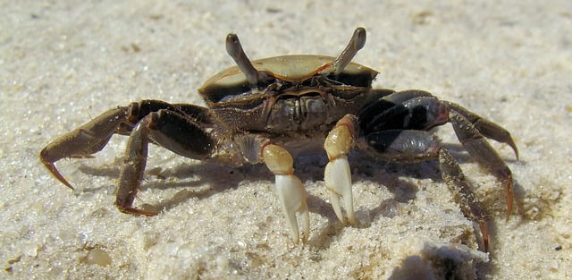 Arti Mimpi Melihat Kepiting Pertanda Apa