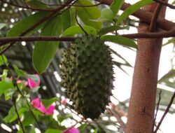 Pertanda Mimpi Buah Sirsak Maknanya Apa Pertanda Mimpi Buah Sirsak Maknanya Apa