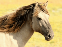 Arti Mimpi Kuda : Melihat, Mati, Kereta, Berkelahi, Hitam Dan Putih